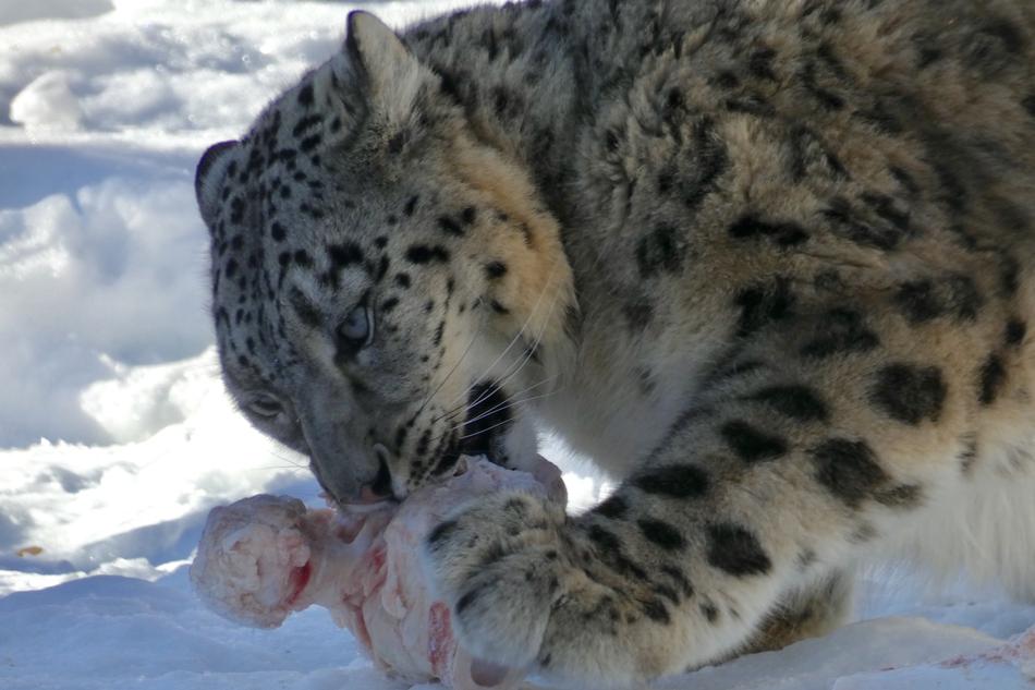 leopard eats raw meat