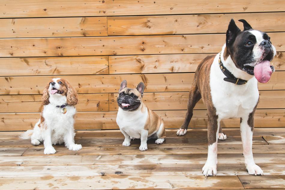 cute dogs in a row