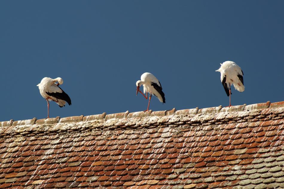 Stork Bird Storks