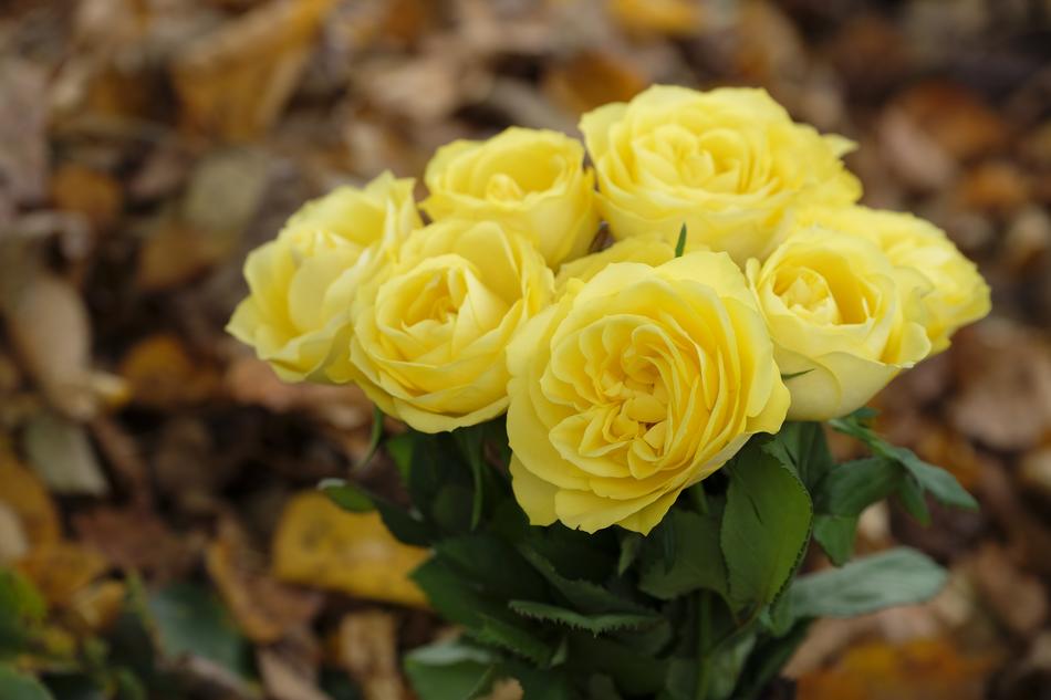 Roses Flowers Bouquet