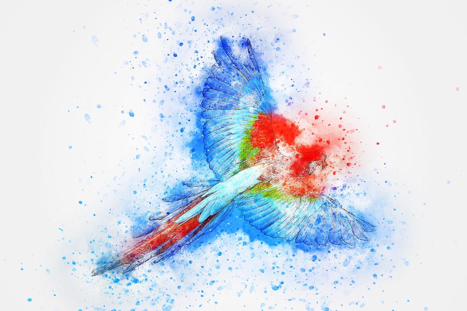 bird parrot feathers flying