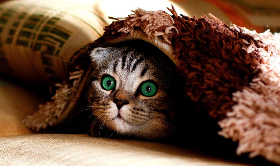 Cat Blanket Hide