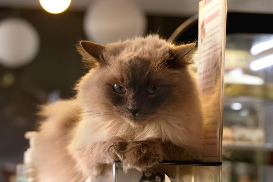 fluffy cat in a cafe