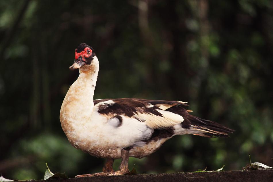Bird Duck Wild