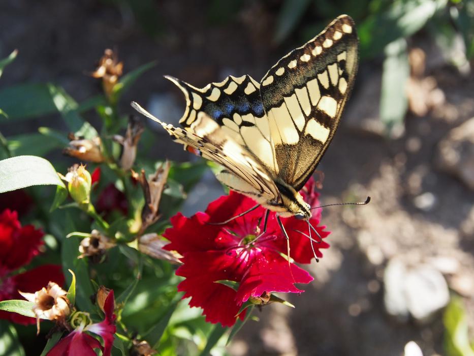Butterfly Garden Flowers