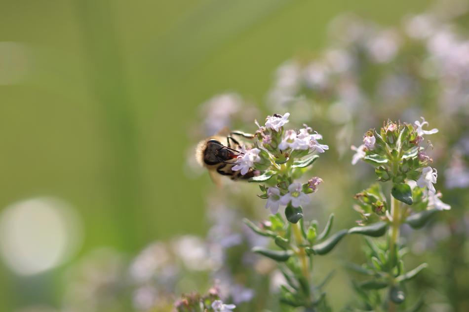 bee in the wild bushes