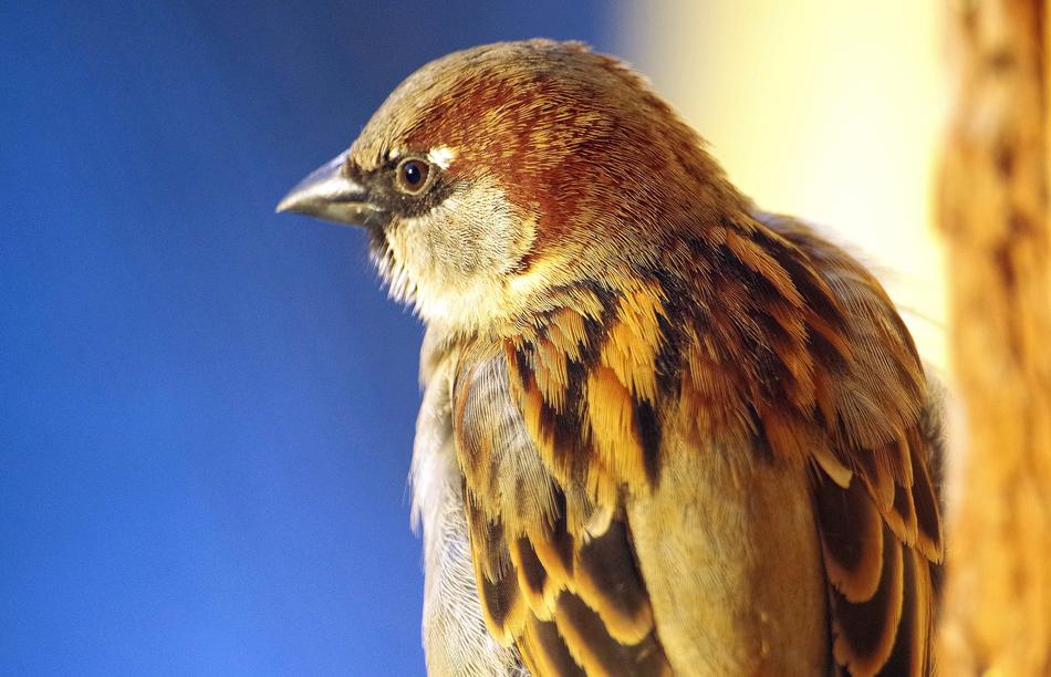 sparrow profile, close-up