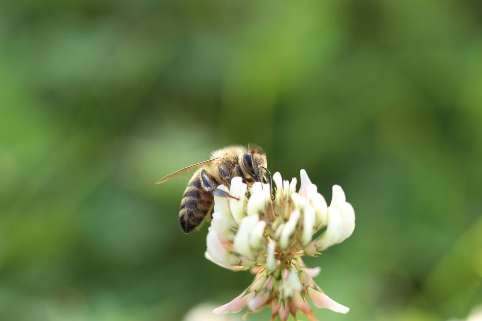 Bee Flowers Macro Close