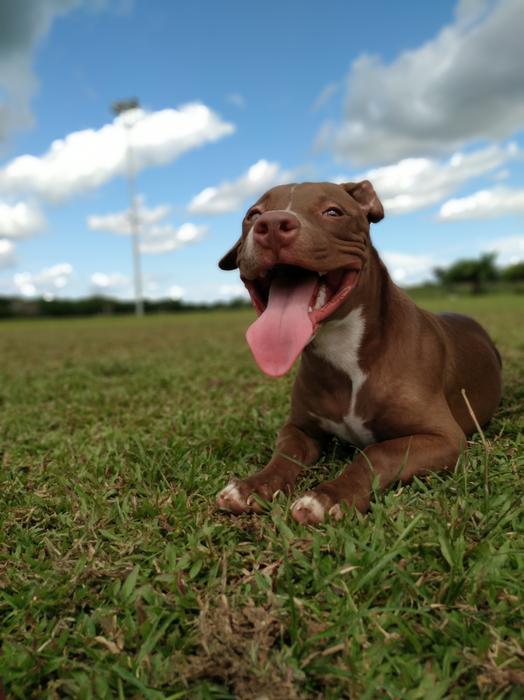 Animals Pet South America