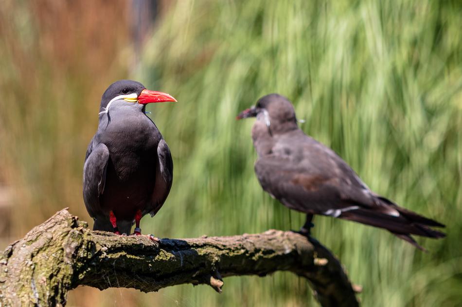 Bird Plumage Nature