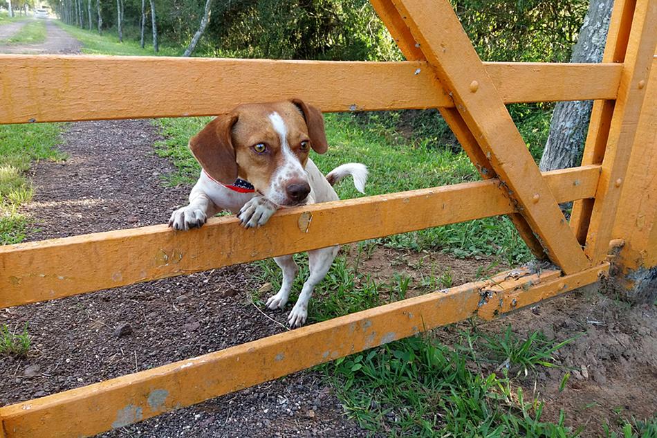 Dog Female Animal