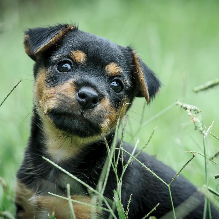Puppy Green Black Tan