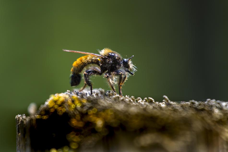 Laphria Flava Yellow Murder Fly macro view
