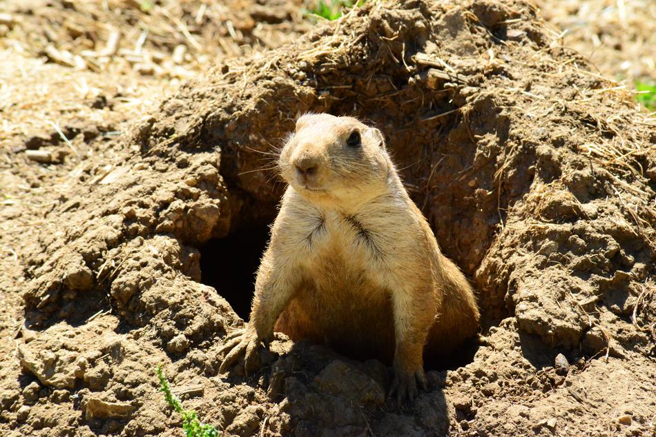 Prairie Dog Animal Mammal