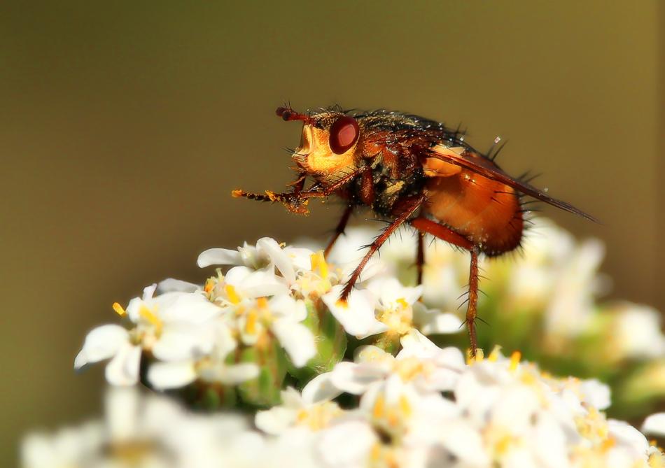 Fly Macro Insect Close