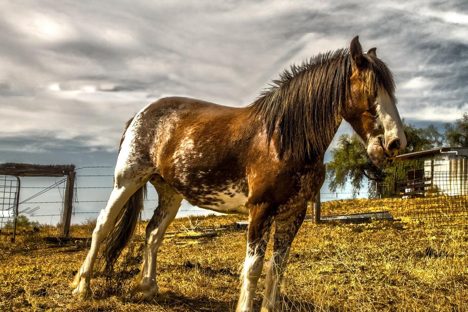 Horse Farm Animal