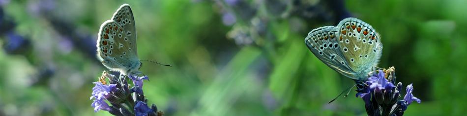 Lycaenidae Butterfly Banner