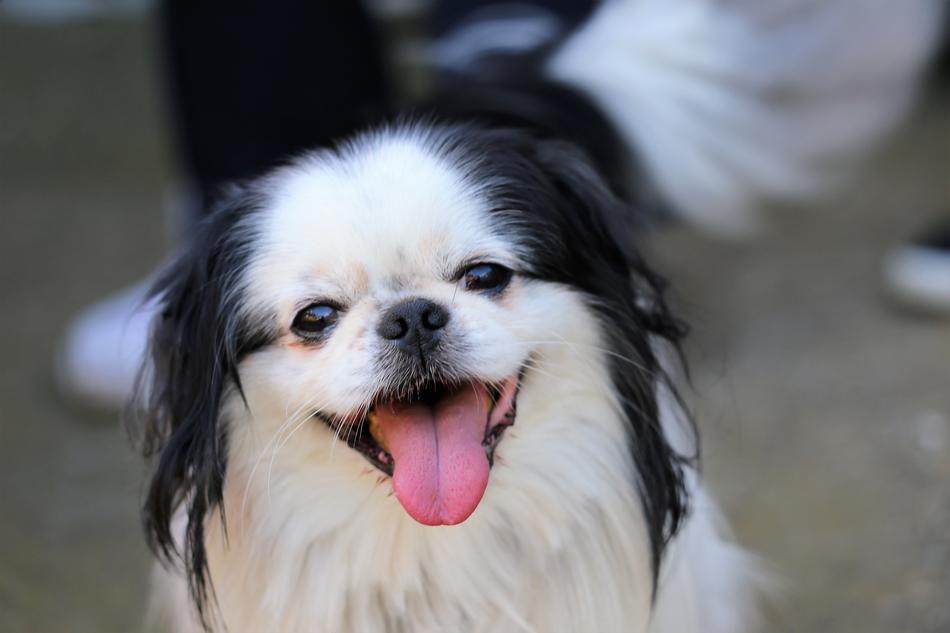 black and white japanese chin