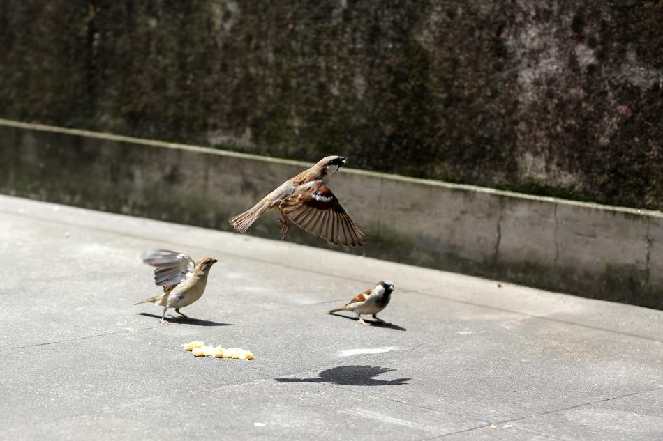 Bird Flight Sparrows