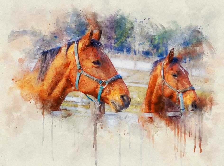 horses brown animal animal world