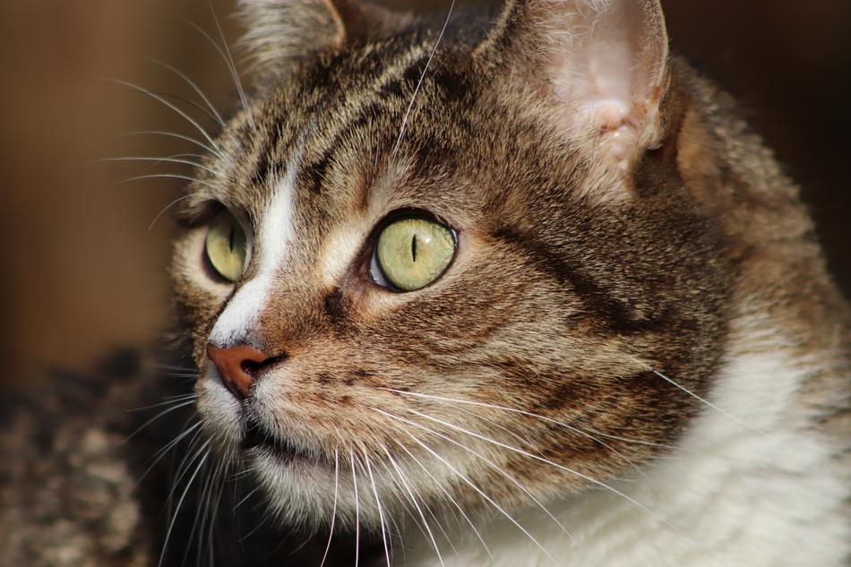 green eyes in a brown cat