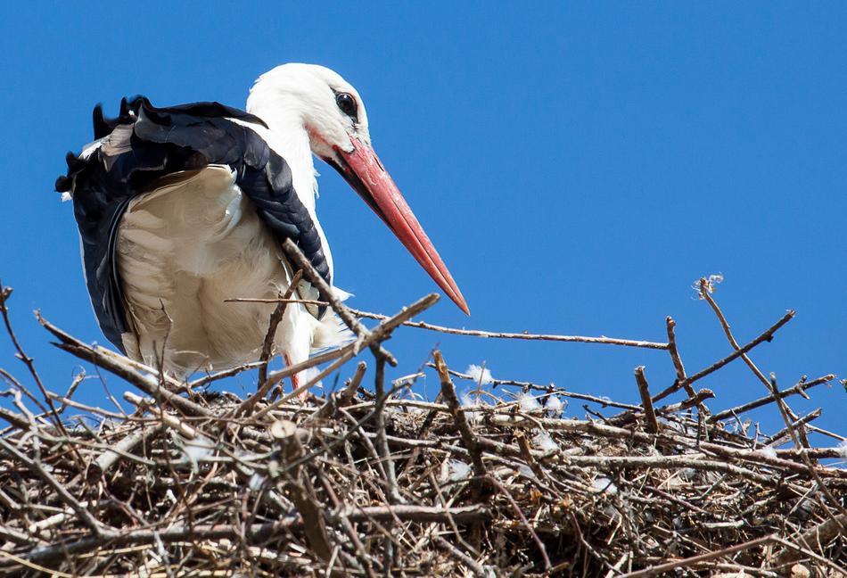 stork in a nest against a blue sky