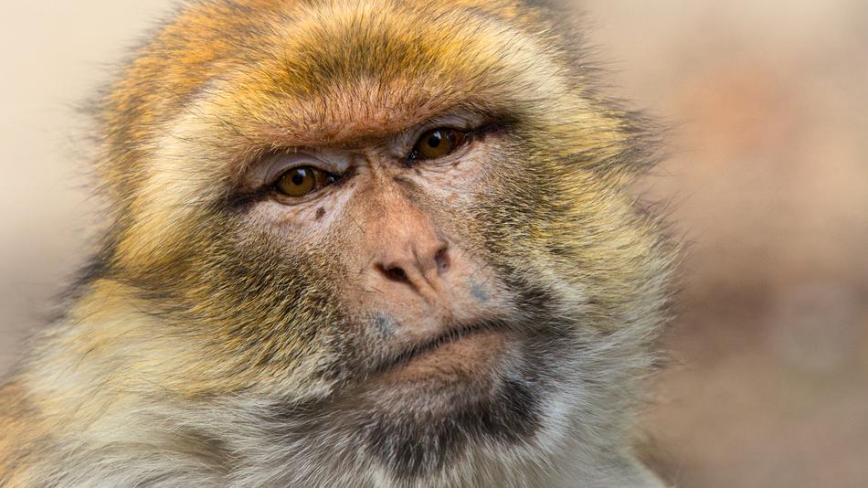 Barbary Ape Monkey Mahogany