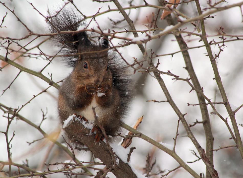 funny squirrel in a tree