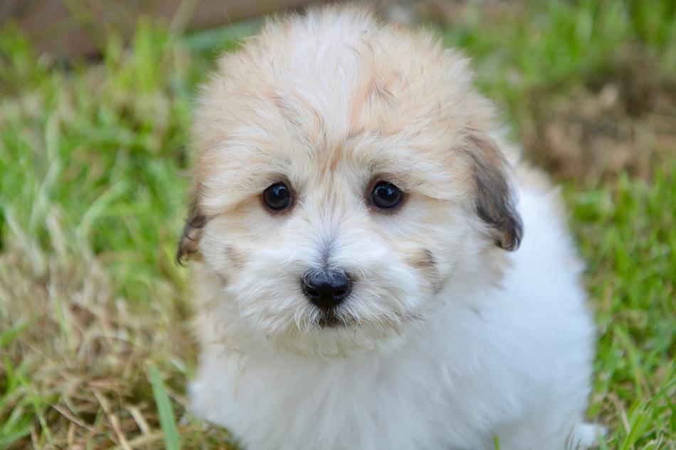 Puppy Cotton Tubera Cute