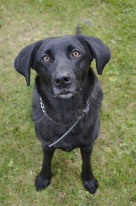 Black Dog Animal A Hybrid
