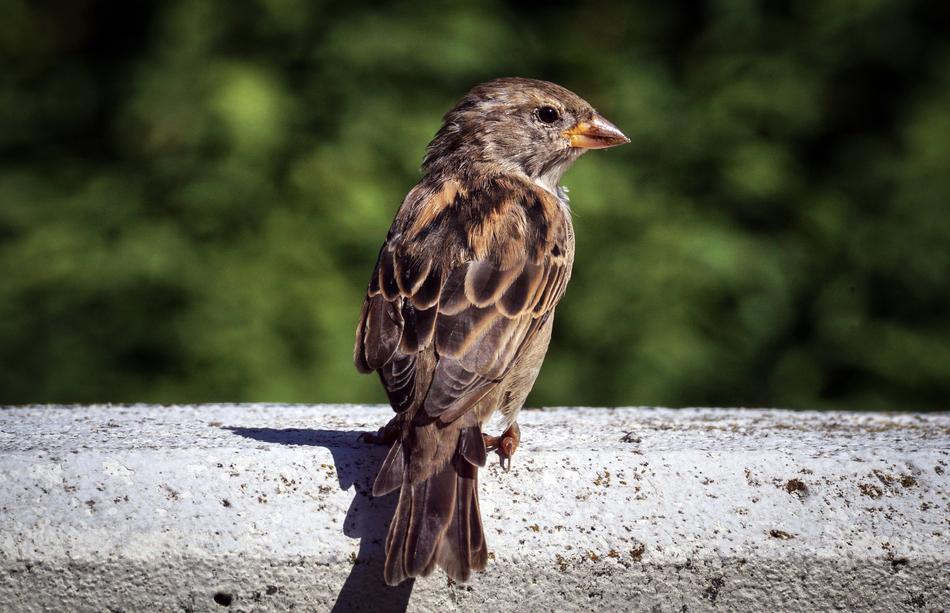 Sparrow Bird Sperling