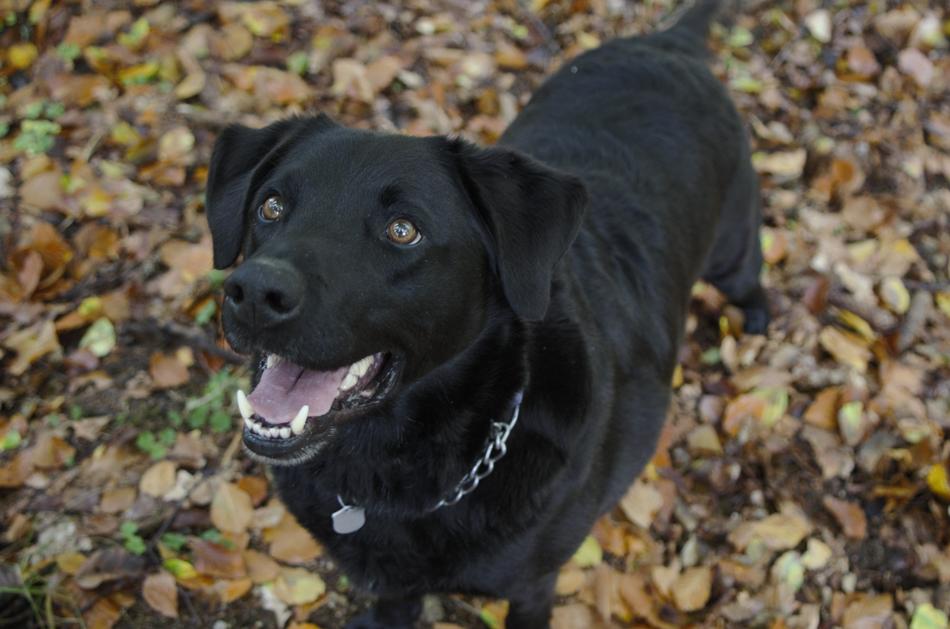 Dog Black Brown Eyes Fallen