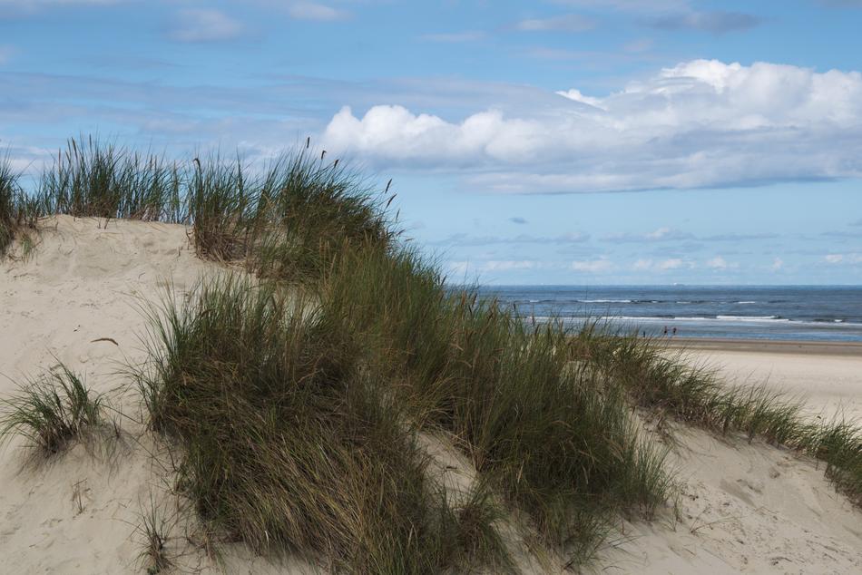 Growing grass on the sand by the sea