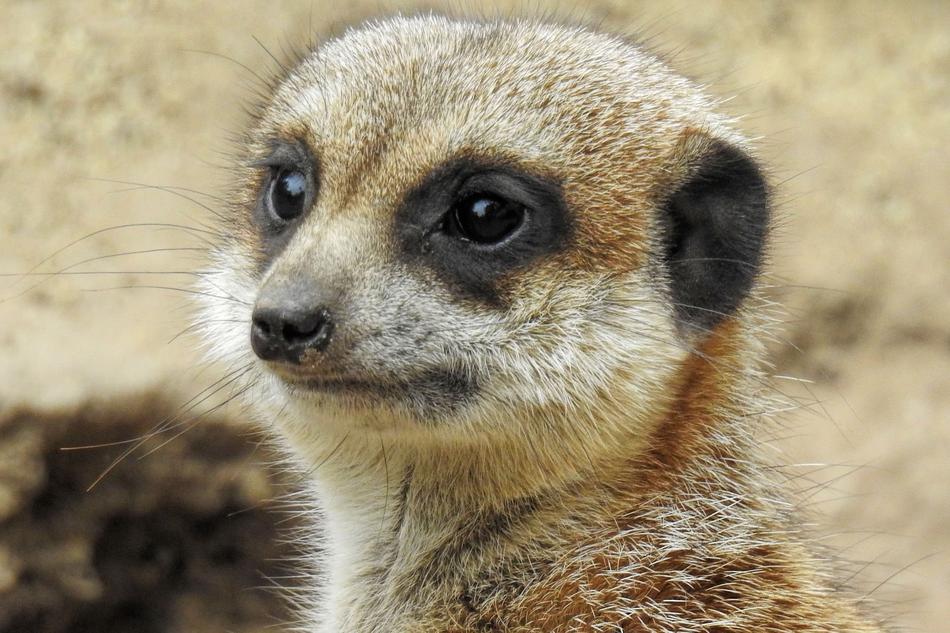 meerkat head zoo