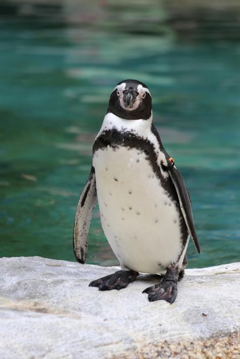Penguin Zoo