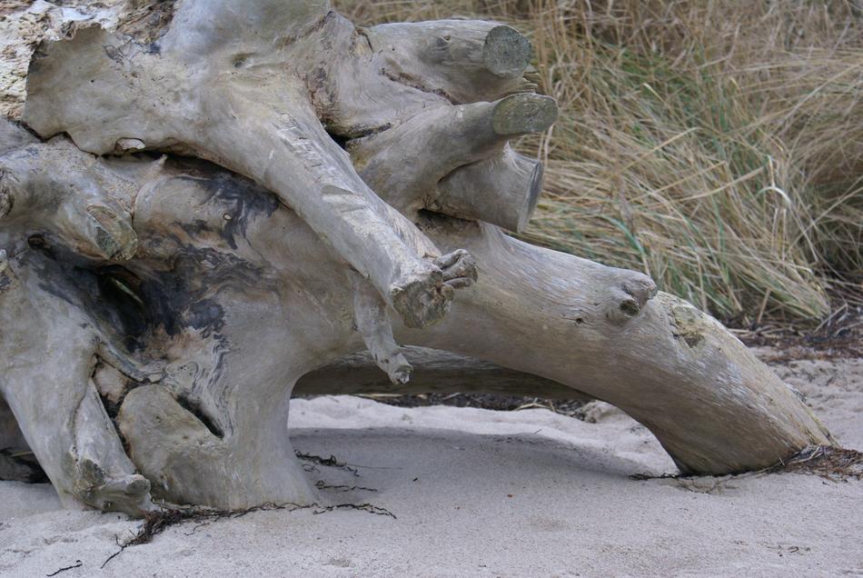 Wood Root Cliff Beach Steep slope