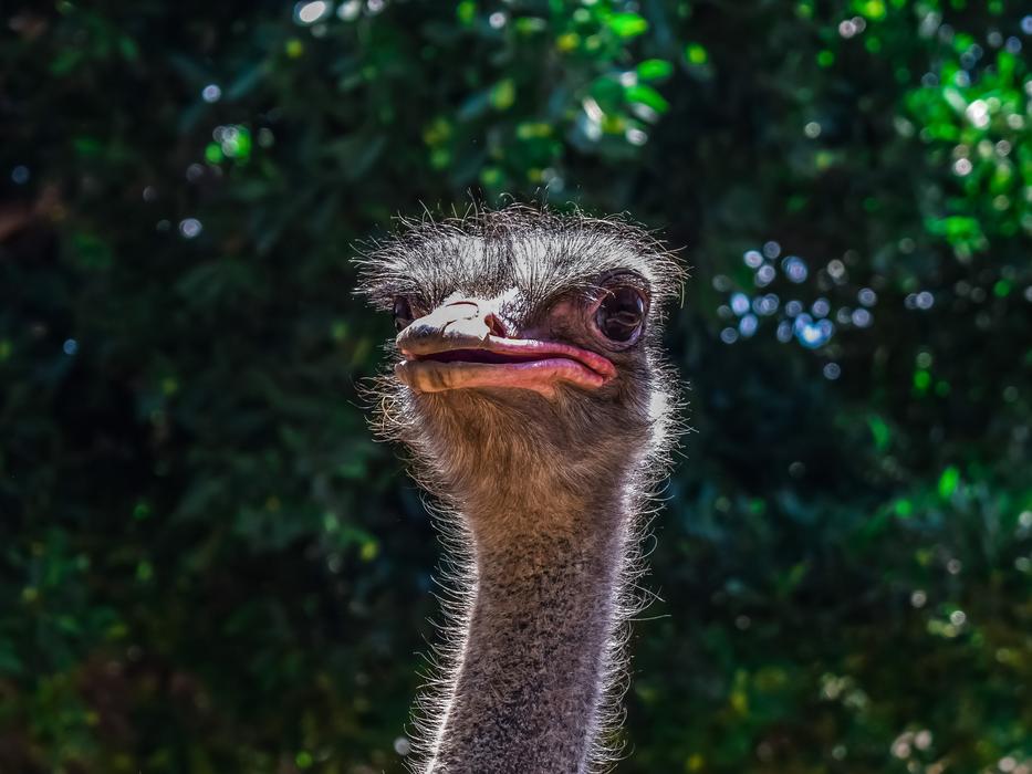 Close up of an ostrich head