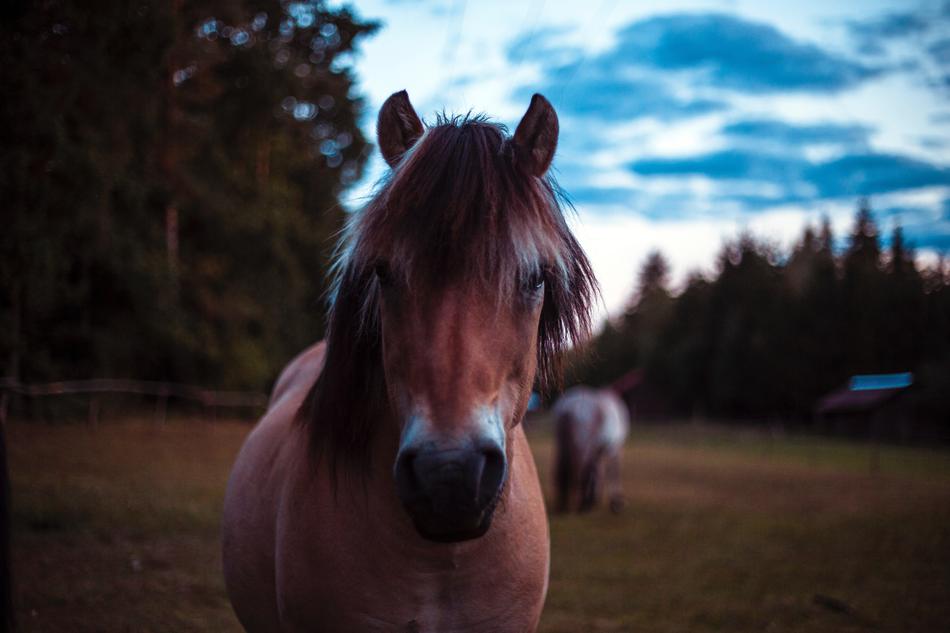 Horse Hucul Animal