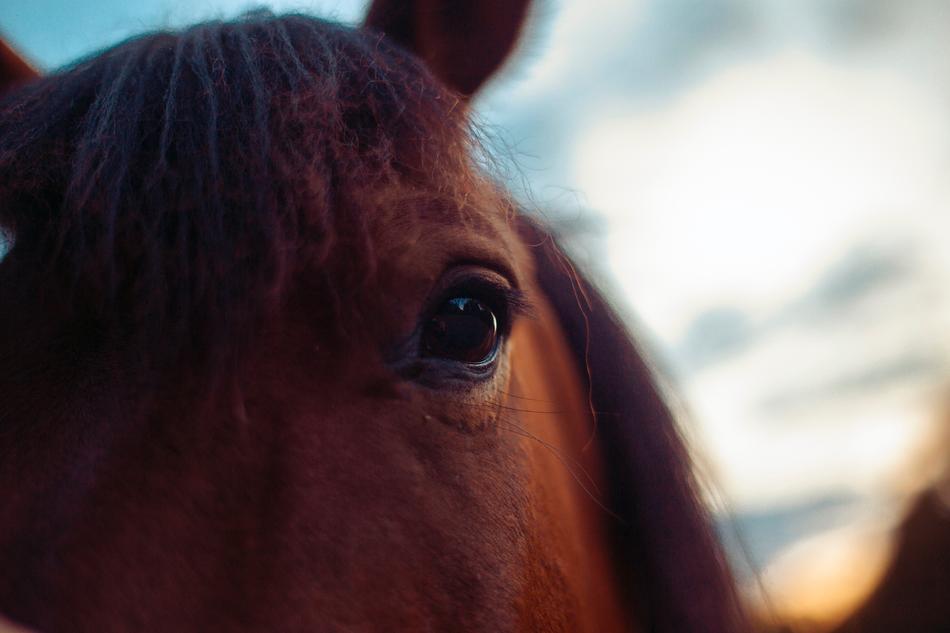 Horse Hucul Animal
