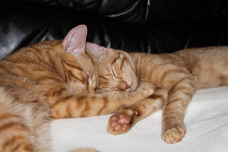 Cat Brothers And Sisters Pet