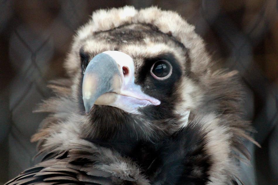 Vulture Black Aegypius monachus