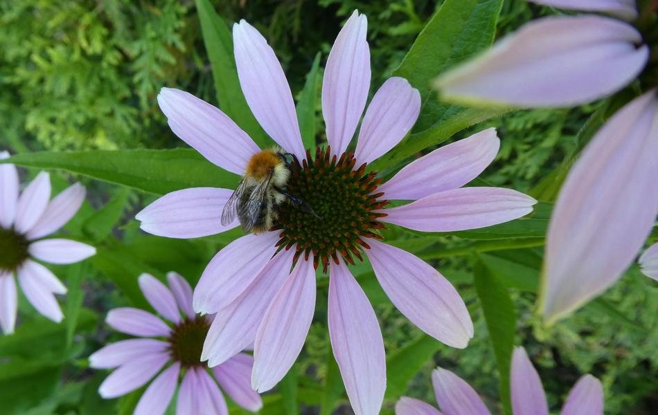 Coneflower Hummel Insect