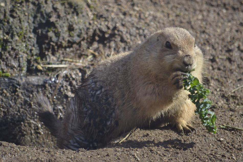 Groundhog Prairiedog Zoo