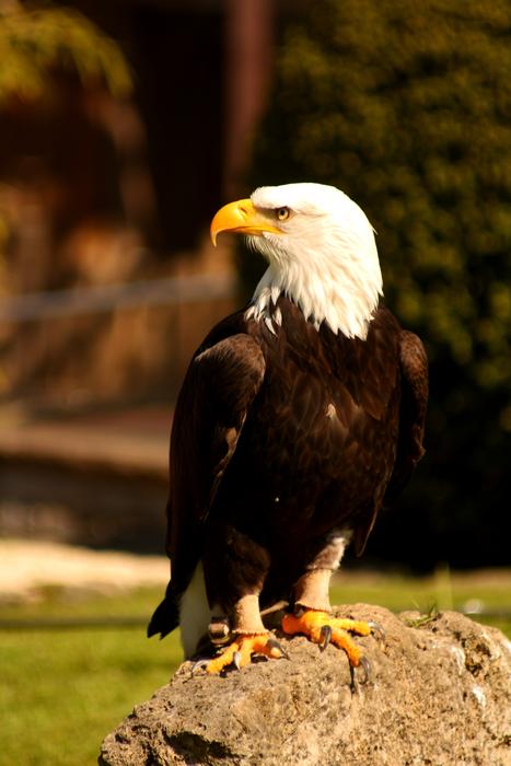 Adler Eagle Raptor