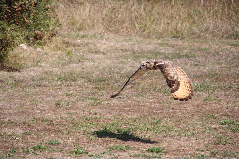 Raptors Falcon Bird