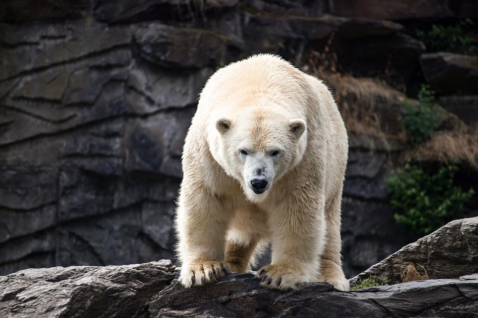 Polar Bear Predator Animal
