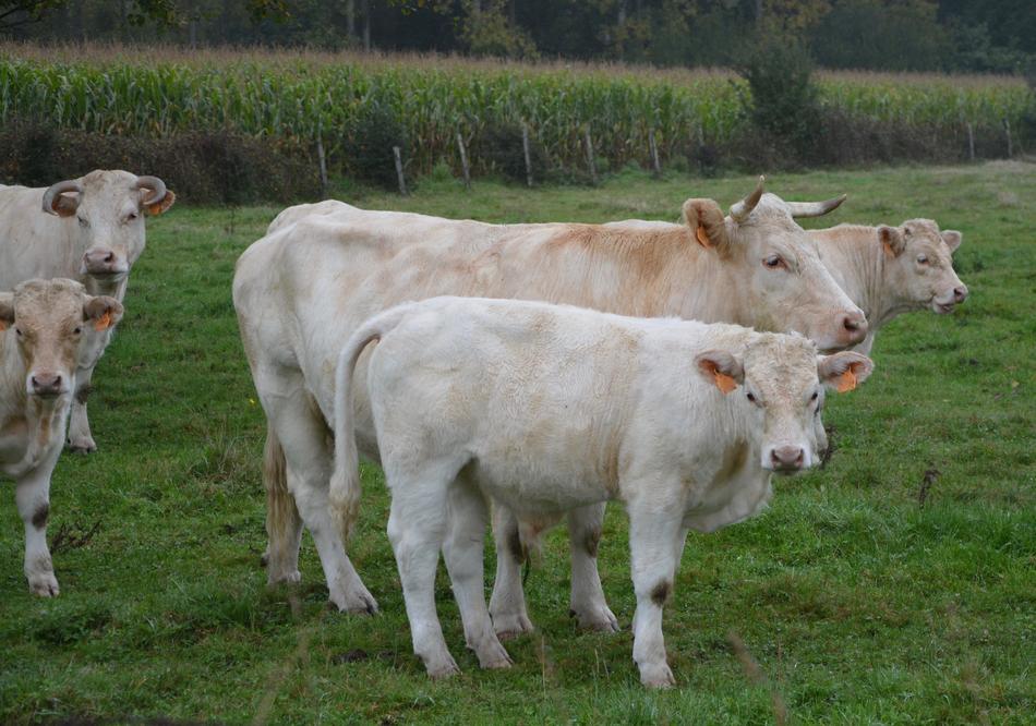 Cow Calf Herd