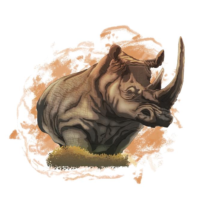 rhino animal africa nature mammal