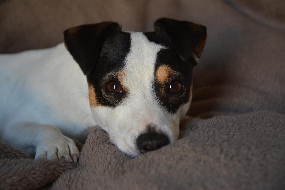 Jack Russel Look Dog