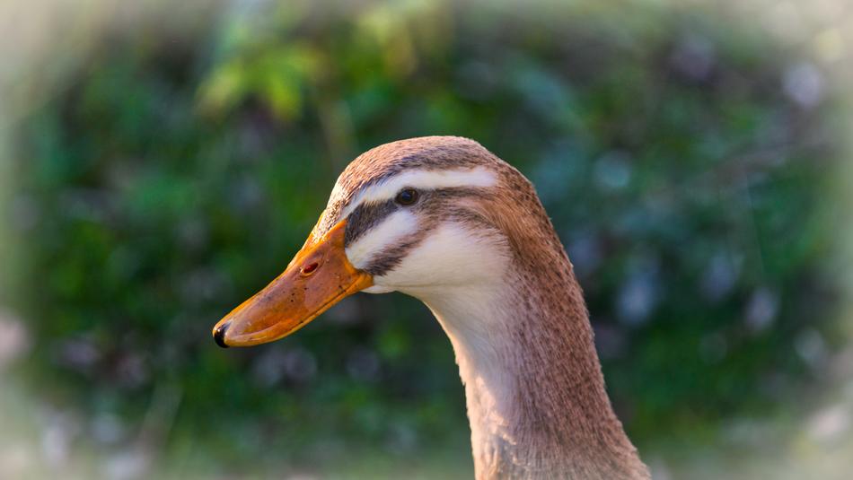 Duck Head Animal Water